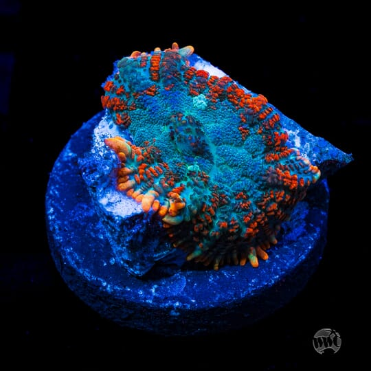 Toadstool Reef Fragtoberfest Live Sale 2026! Saturday October 17th and Sunday October ...