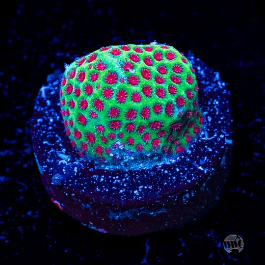 Toadstool Reef Fragtoberfest Live Sale 2026! Saturday October 17th and Sunday October ...