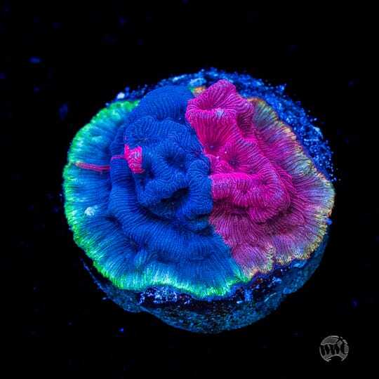 Toadstool Reef Fragtoberfest Live Sale 2026! Saturday October 17th and Sunday October ...