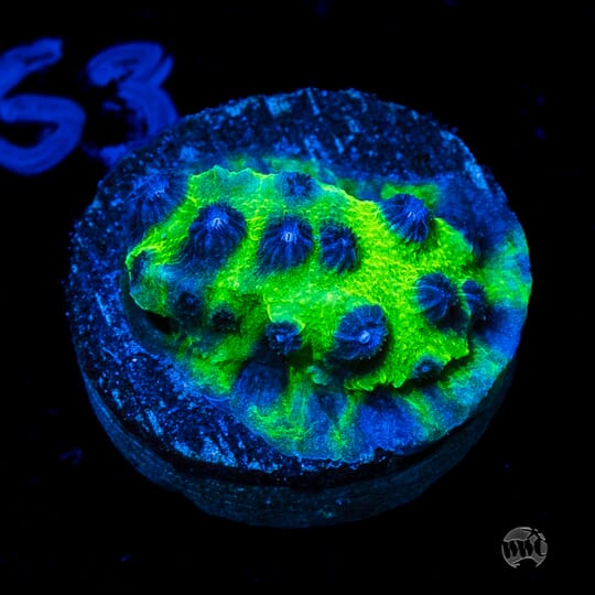 Toadstool Reef Fragtoberfest Live Sale 2026! Saturday October 17th and Sunday October ...