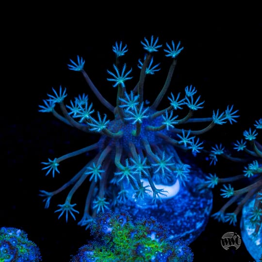 Toadstool Reef Fragtoberfest Live Sale 2026! Saturday October 17th and Sunday October ...