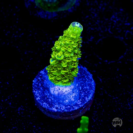 Toadstool Reef Fragtoberfest Live Sale 2026! Saturday October 17th and Sunday October ...