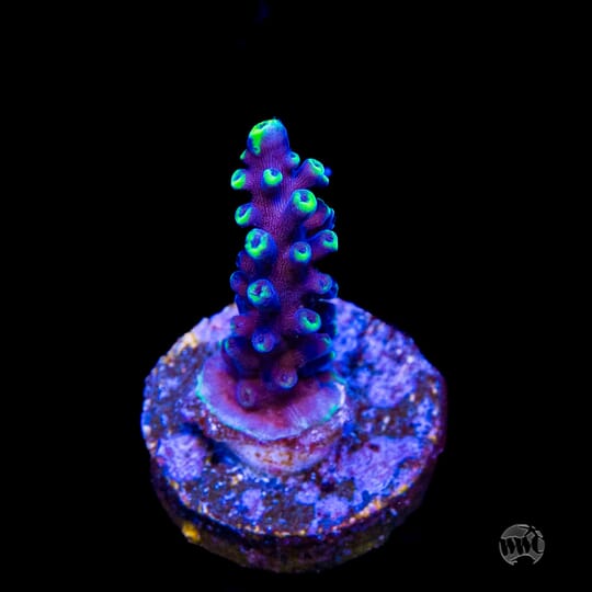 Toadstool Reef Fragtoberfest Live Sale 2026! Saturday October 17th and Sunday October ...