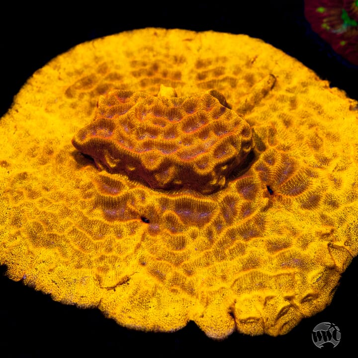 Celebrate 17 Years at World Wide Corals! Join us for our 17th