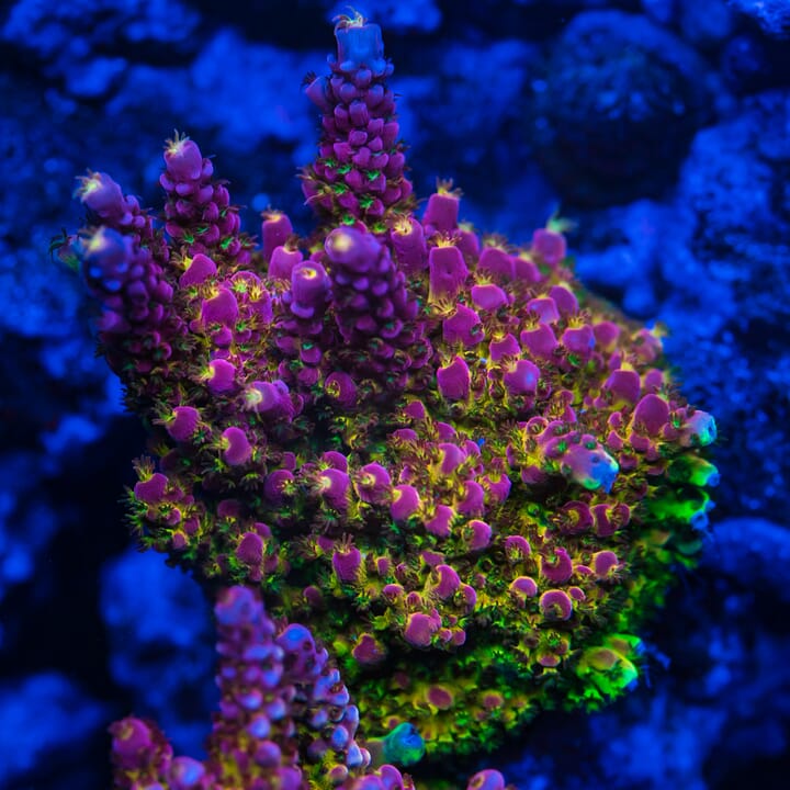 Celebrate 15 Years of World Wide Corals! Join us for our 15th ...