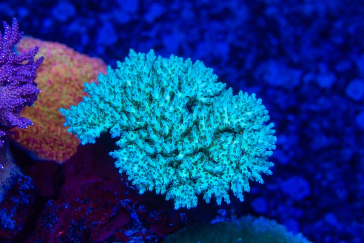 Celebrate 15 Years of World Wide Corals! Join us for our 15th ...
